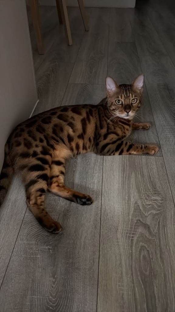 Bengal Boy for sale