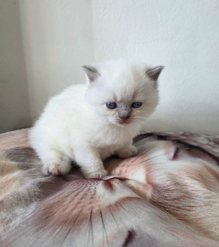 Beautiful british shorthair kittens Only 3 Girls left
