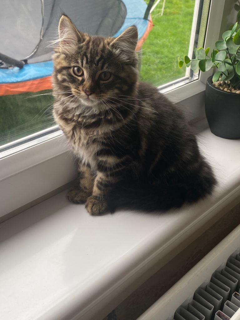 Male and female kittens. 