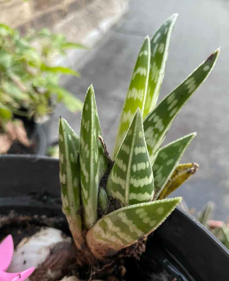 ALOE plants - Tiger Aloe 