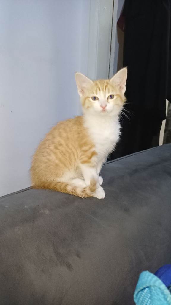 Kitten
