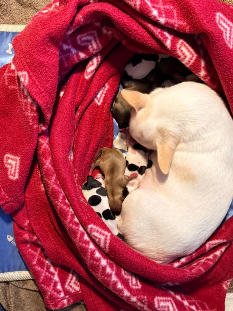 Teacup Chihuahua Puppies SORRY ALL SOLD
