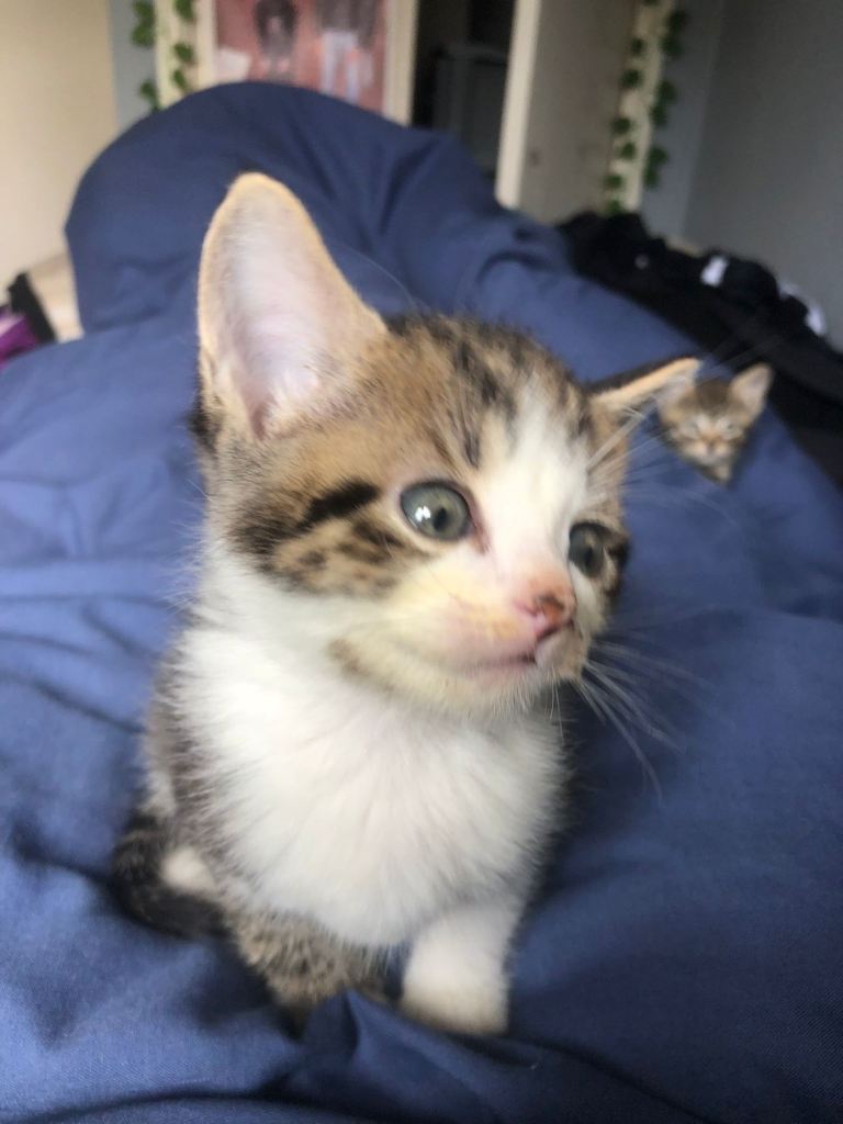 two beautiful tabby kittenss!
