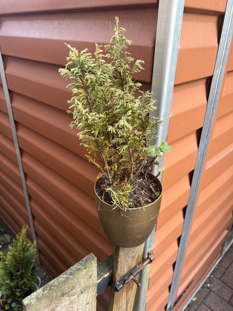 Small Potted Conifer Plant  – Healthy