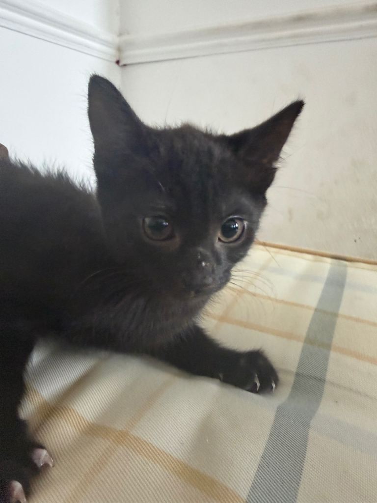 2 kittens for sale - ginger & black tabby
