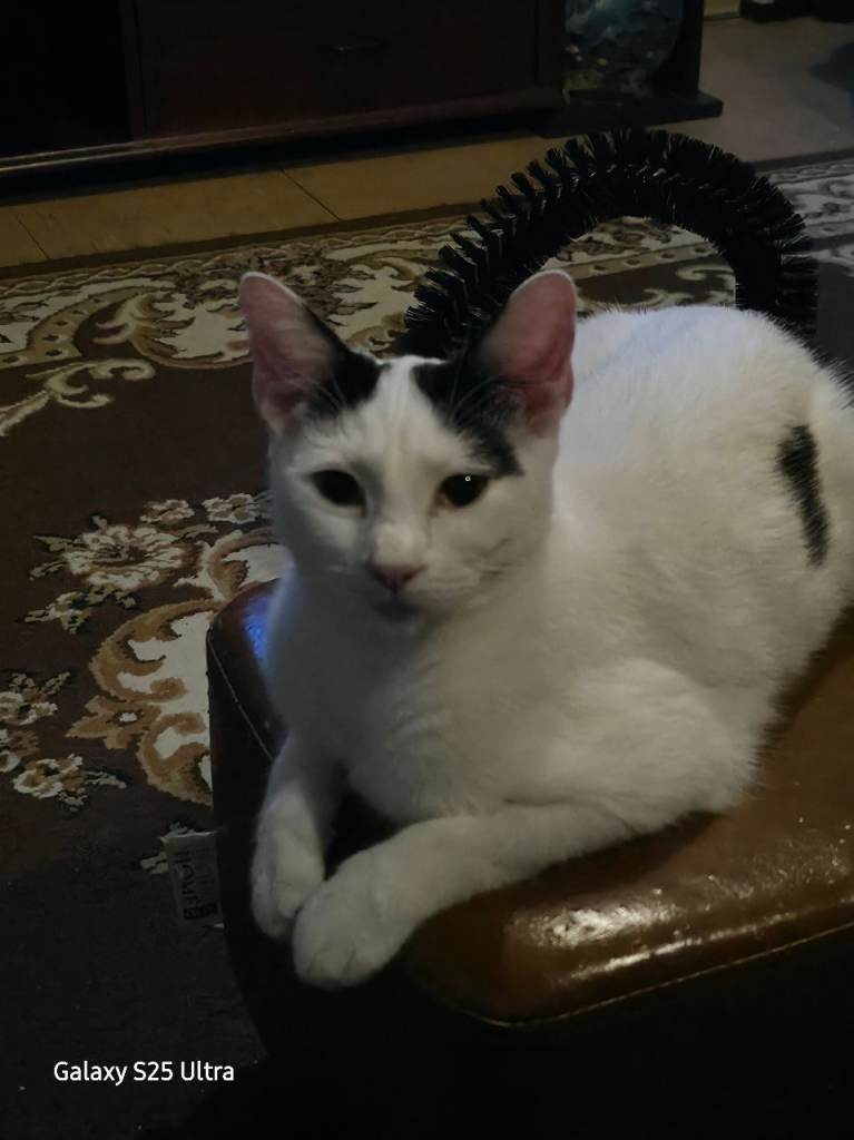 Female Cat for sale.