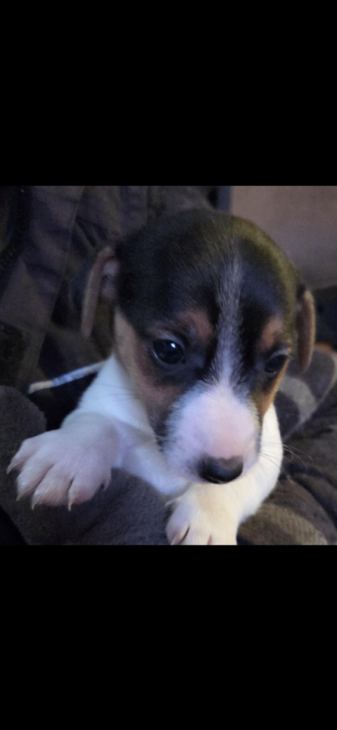 Jack Russell puppies 