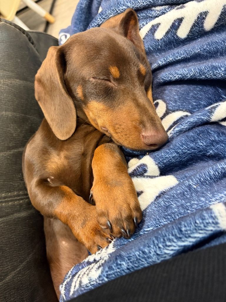 Miniature dachshund