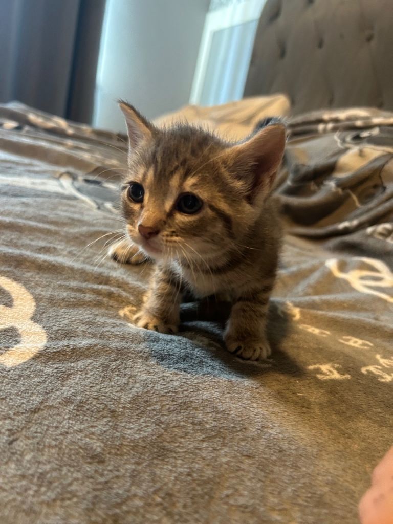 Tabby kittens 