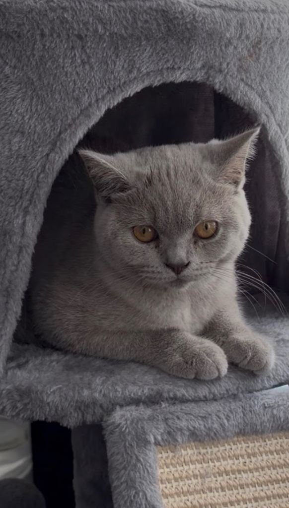 5 month old British Short Hair for Sale! 