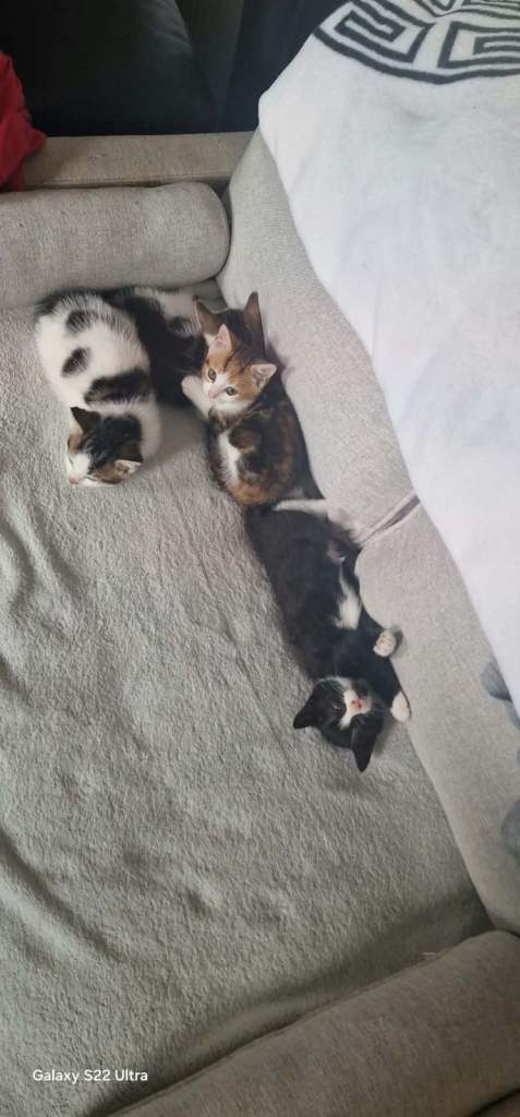 Kittens For Sale