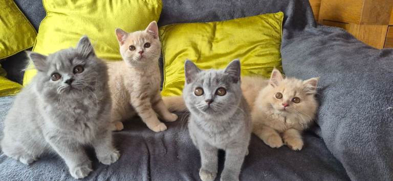 british longhair and shorthair 