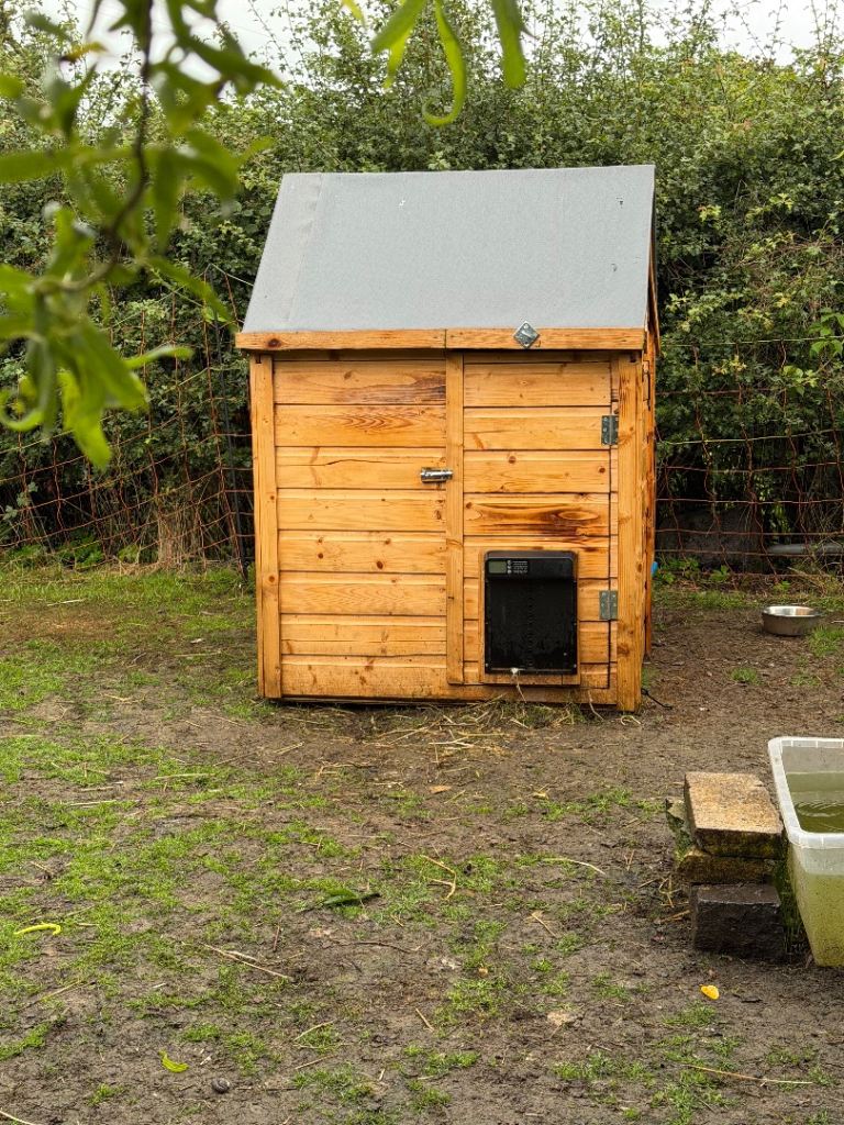 6 Month Old Chicken Coop 