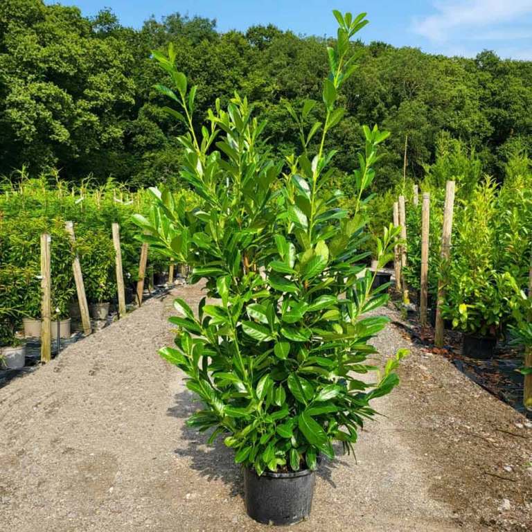 Cherry laurel hedging plants