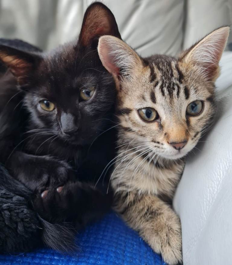 Bengal half british long hair kittens
