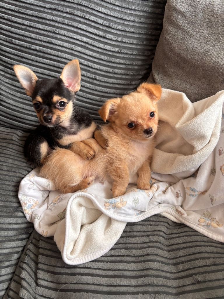 Chihuahua puppies