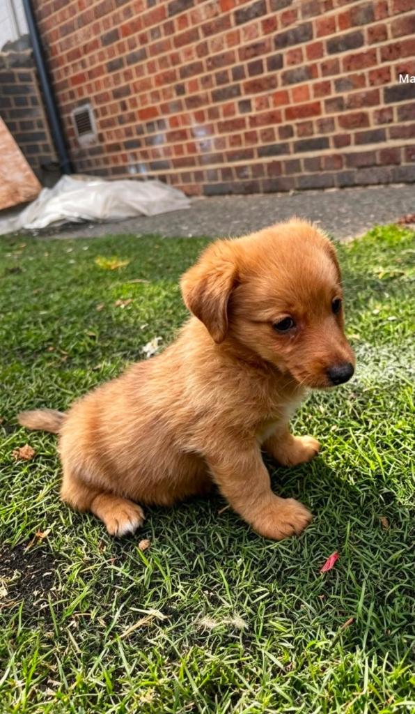 Pomchi puppies