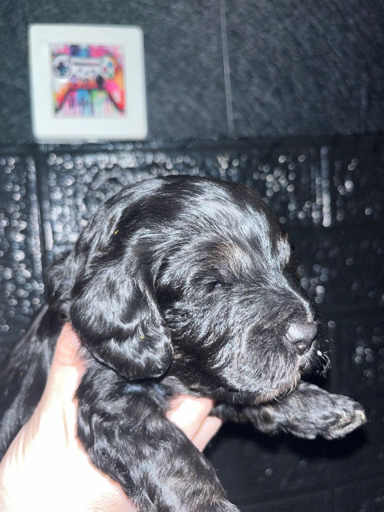 🐶F1 Stunning cockapoo puppies🐶