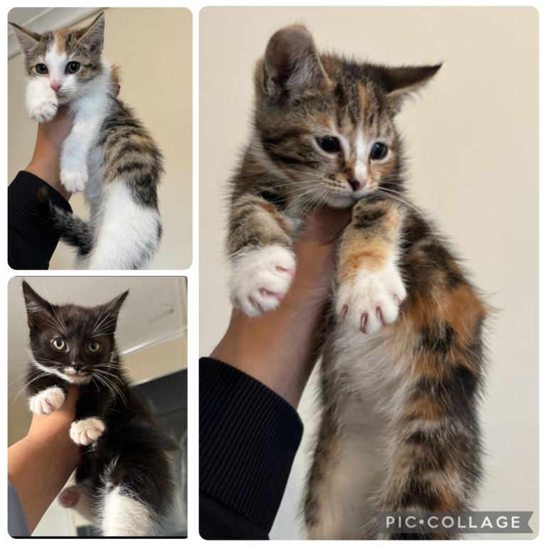 Fluffy Ragdoll x kittens for sale 