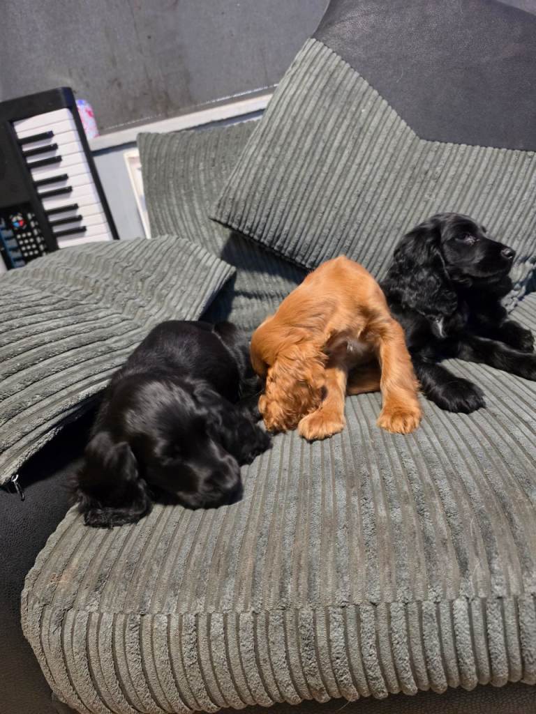 Last 3 beautiful Cocker Spaniels 