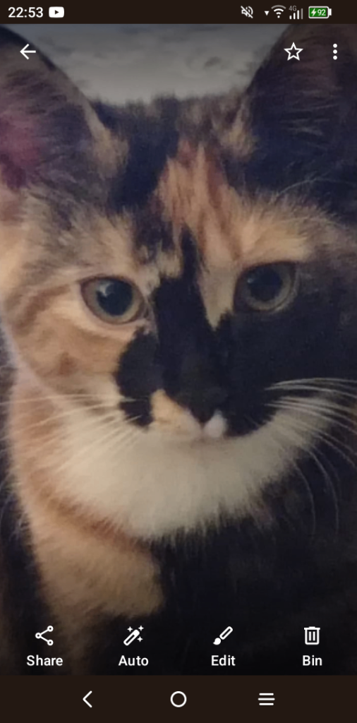 Cat taken from his best friend 😞