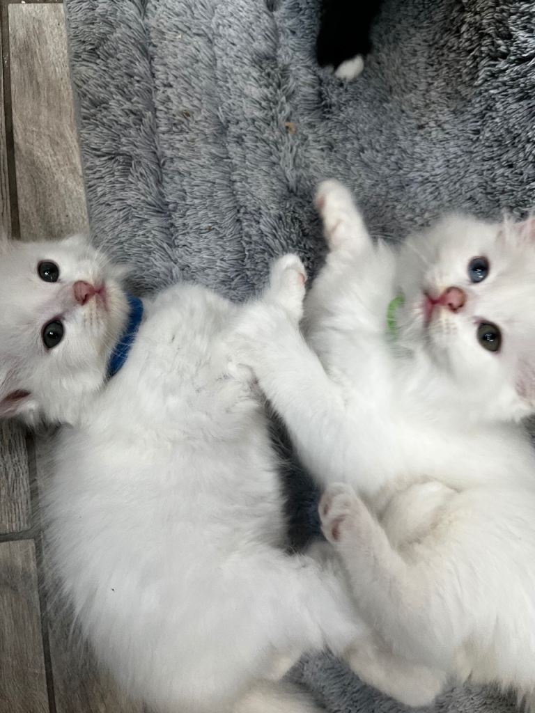 Turkish Angora Long-Hair Kittens