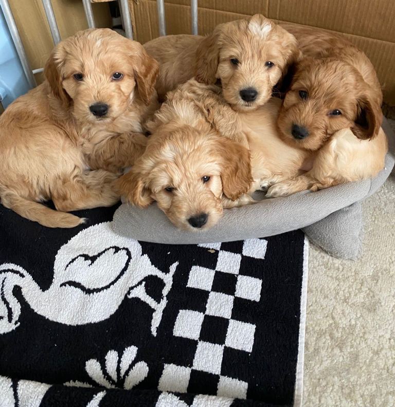 2 beautiful male Cockapoo puppies left 