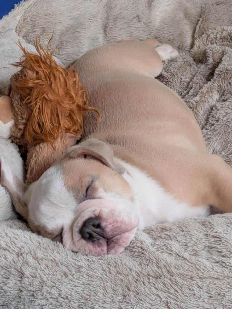 Bulldogg puppy for sale ready for forever home
