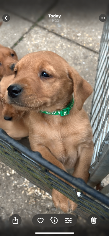 Fox red Labrador puppies 