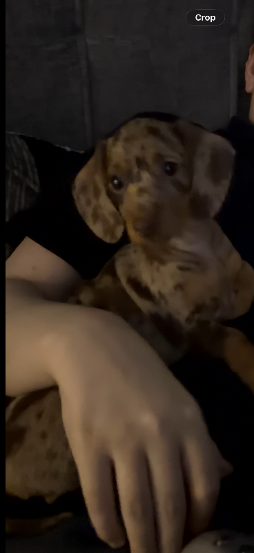 KC reg miniature dapple dachshund 