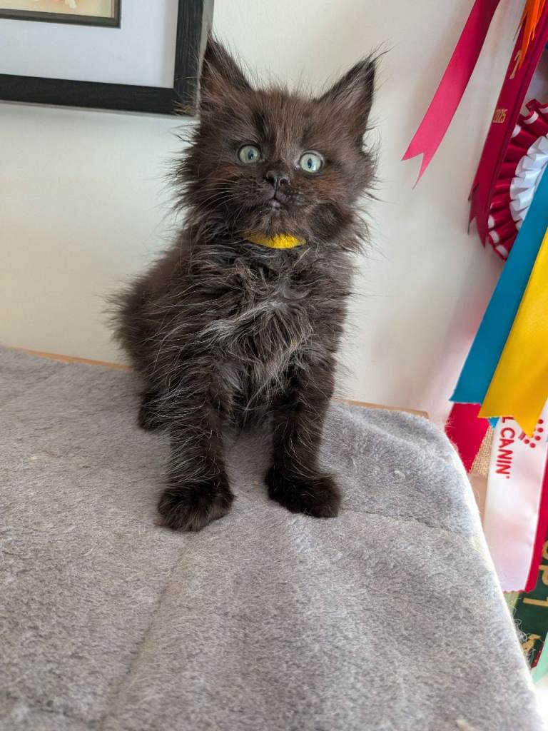 Main coon X ragdoll (can leave now)