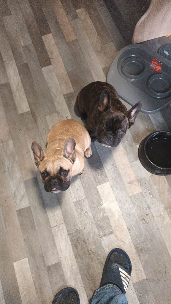 french bulldog x 2 