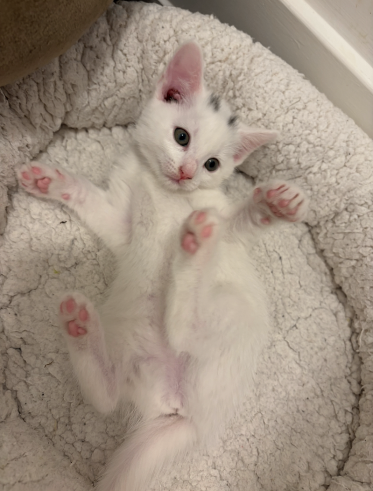 Last Girl Russian White Kittens – Ready to go now  🐾