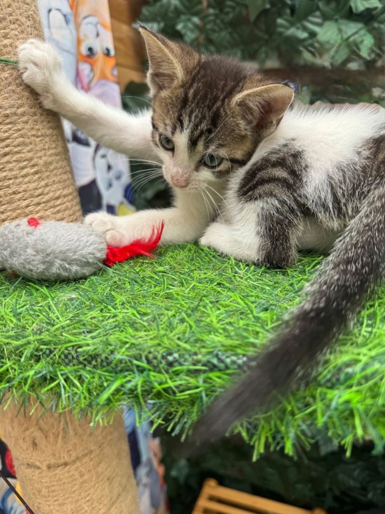 MALE KITTEN READY NOW 