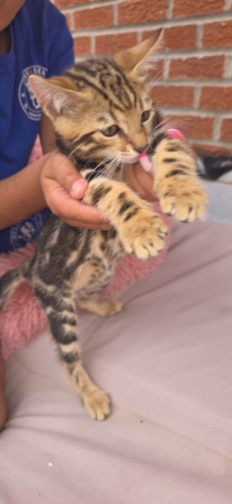  Bengal kittens available now.