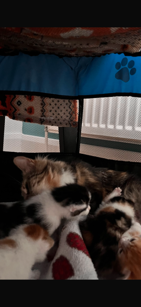 Adorable Domestic Shorthair Kittens -Boys & 2 Girls 🐾❤️