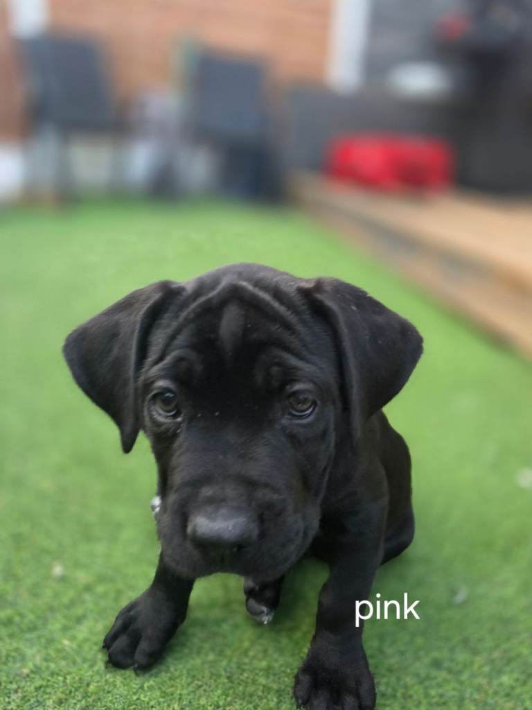 Cane corso puppies 