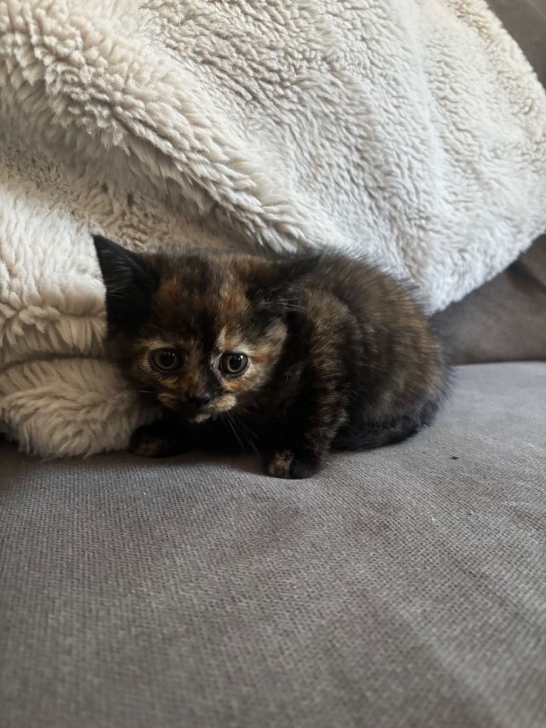 Persian cross kittens ready now only two left 