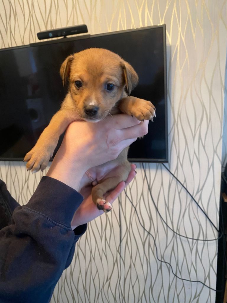 Pomstaff puppies for sale