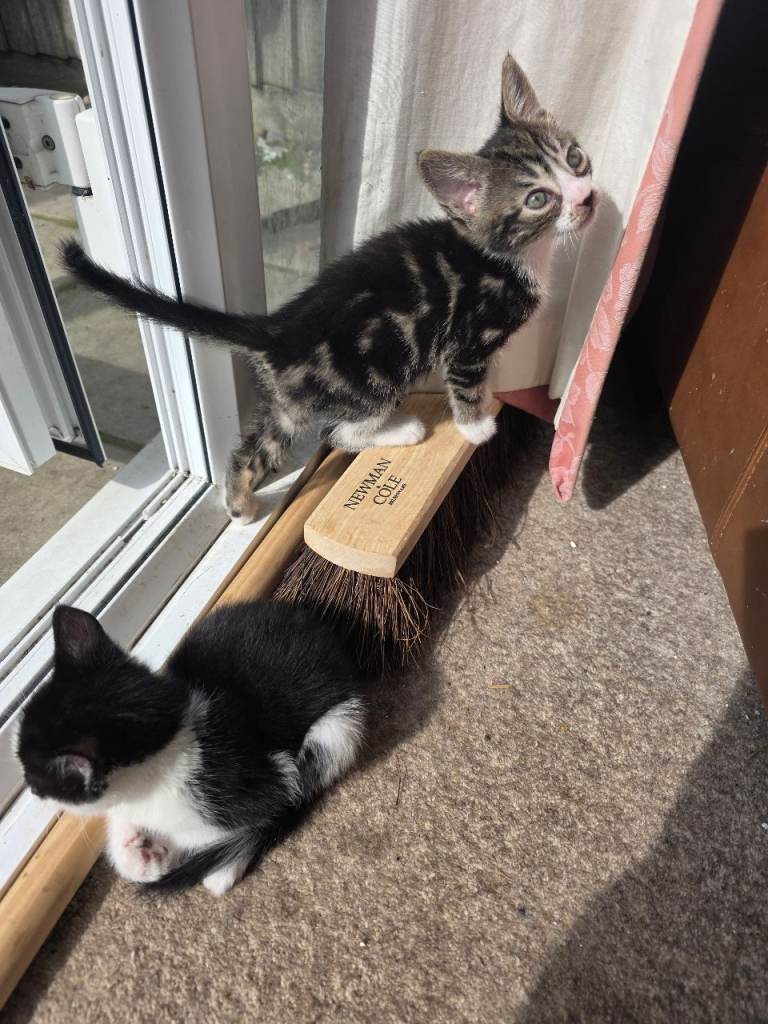  Very cute kittens😻