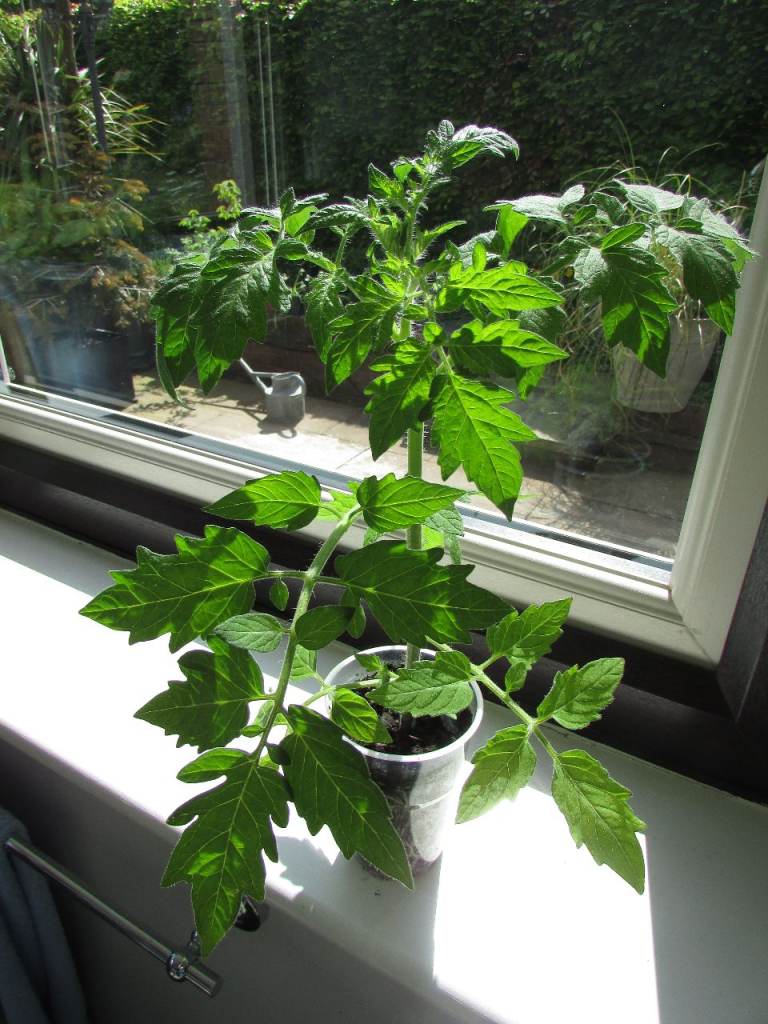 Tomato Plants (money maker) ready for grow bags or large pots. (please telephone) ST3
