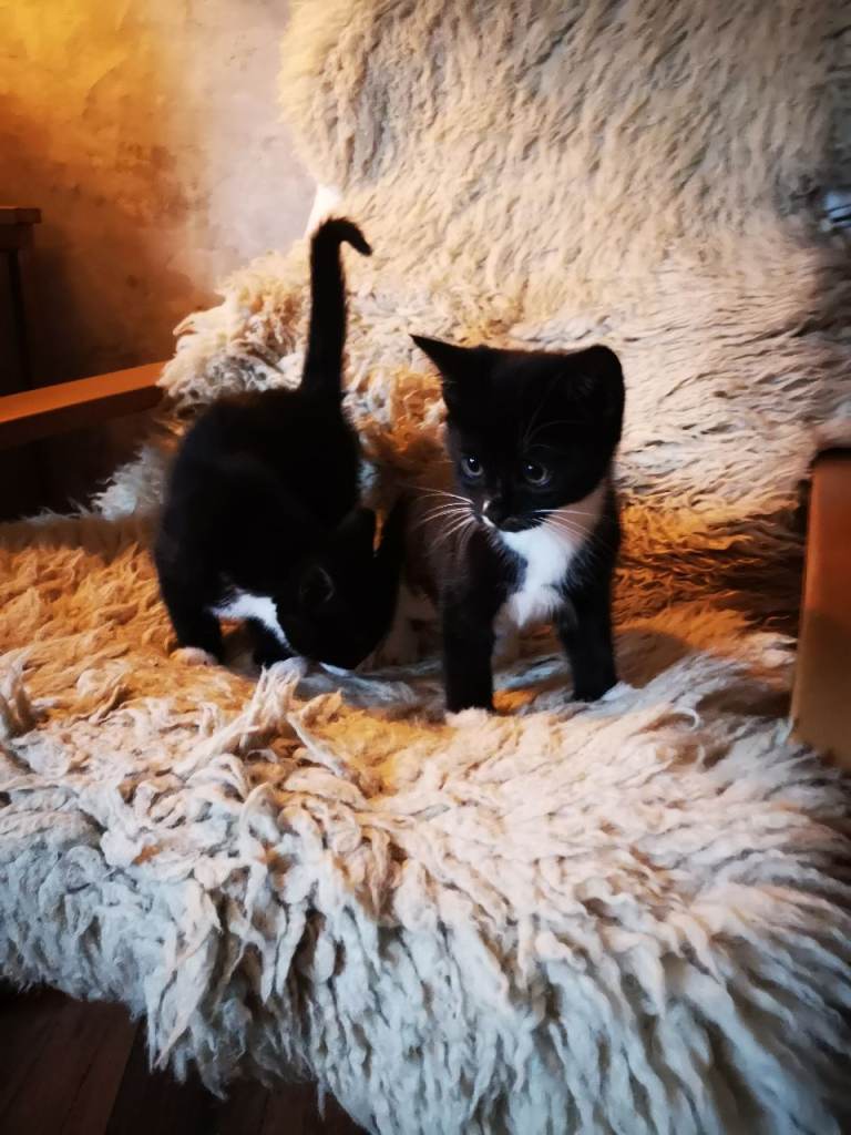 5 adorable black&white kittens for sale 