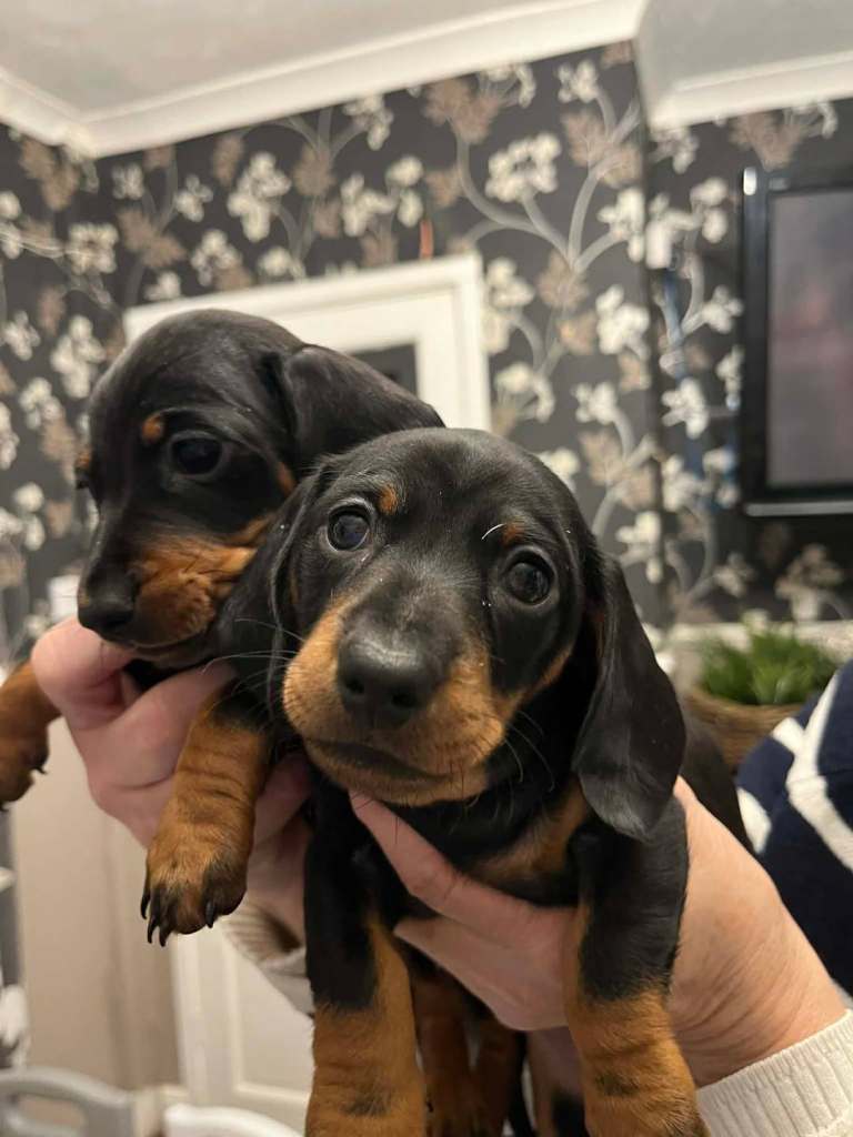 Miniature Dachshund Puppies , KC, Champion Pedigree 🐾