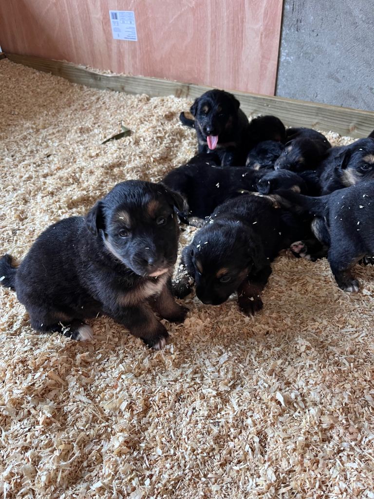 Bernese Mountain x German Shepherd 