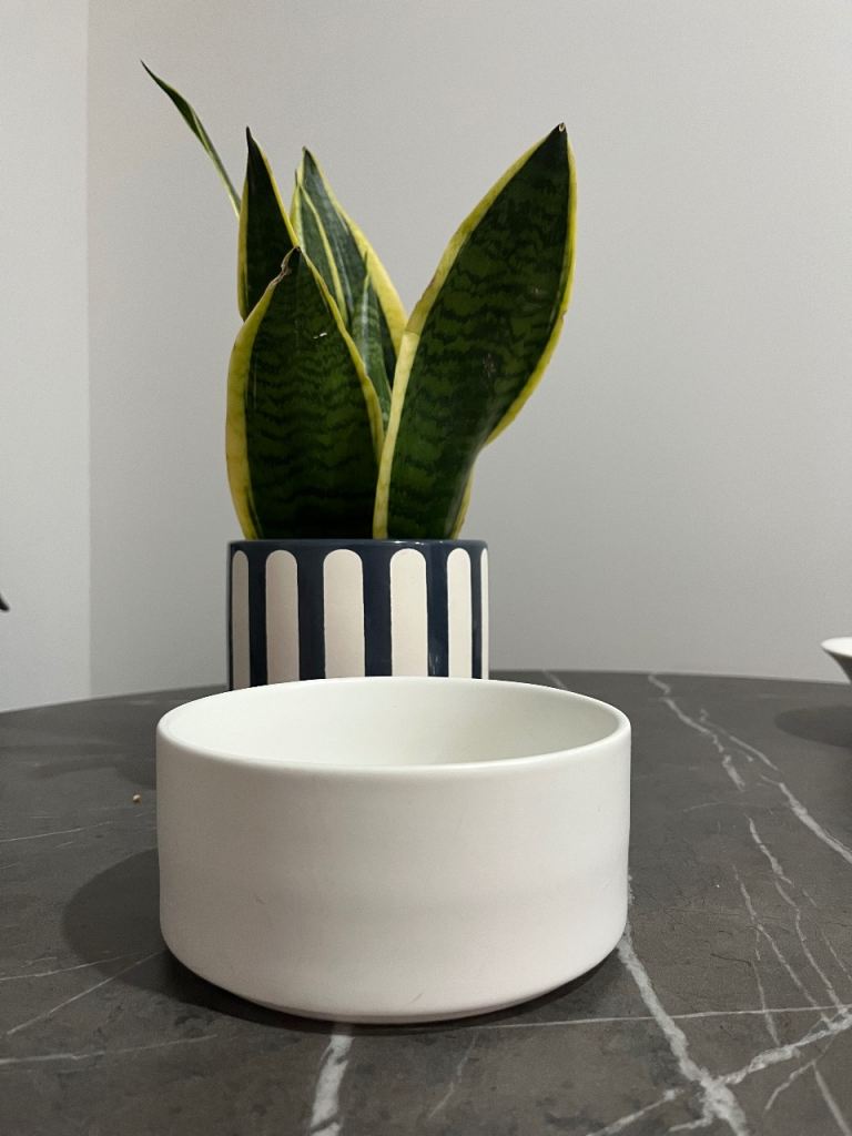 Medium dog bowl