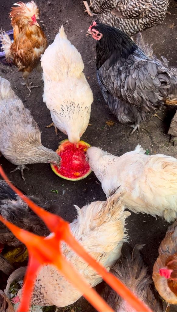 Fully Grown Hens for Sale – £25 Each 🐔