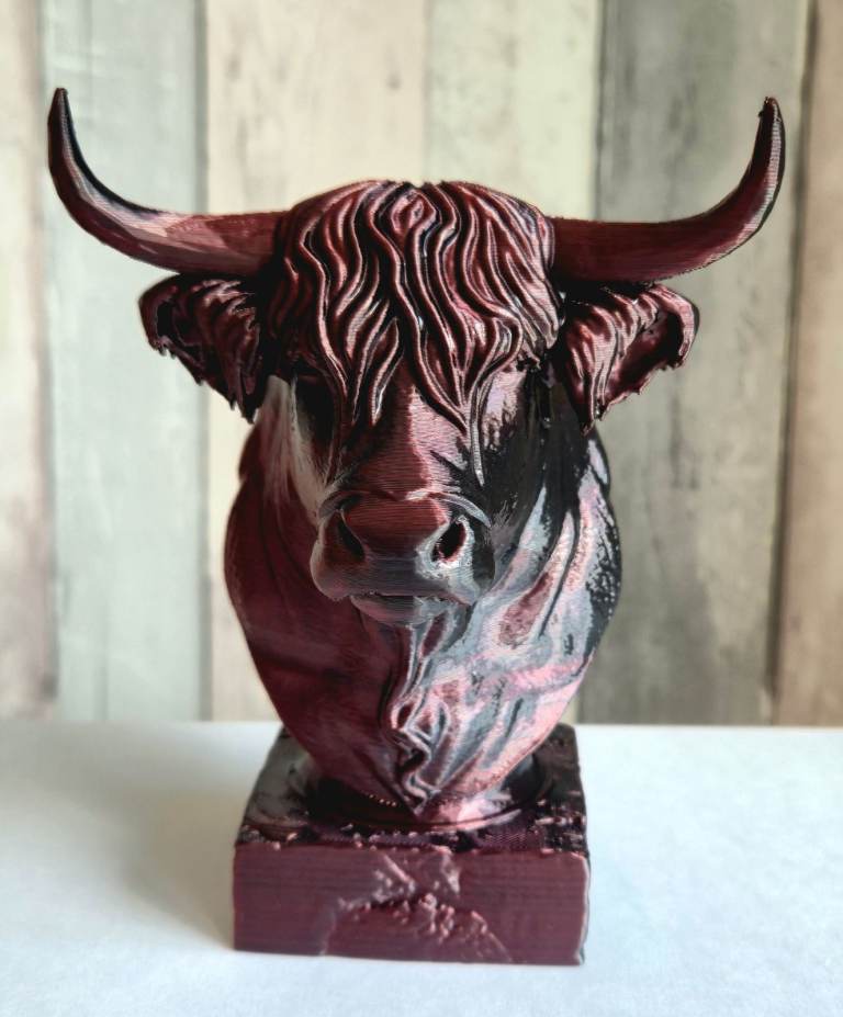 Highland cow 