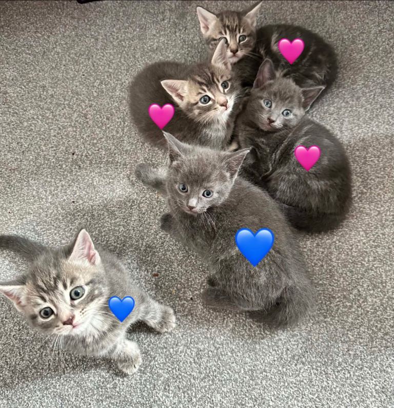 Half Russian Blue Kittens