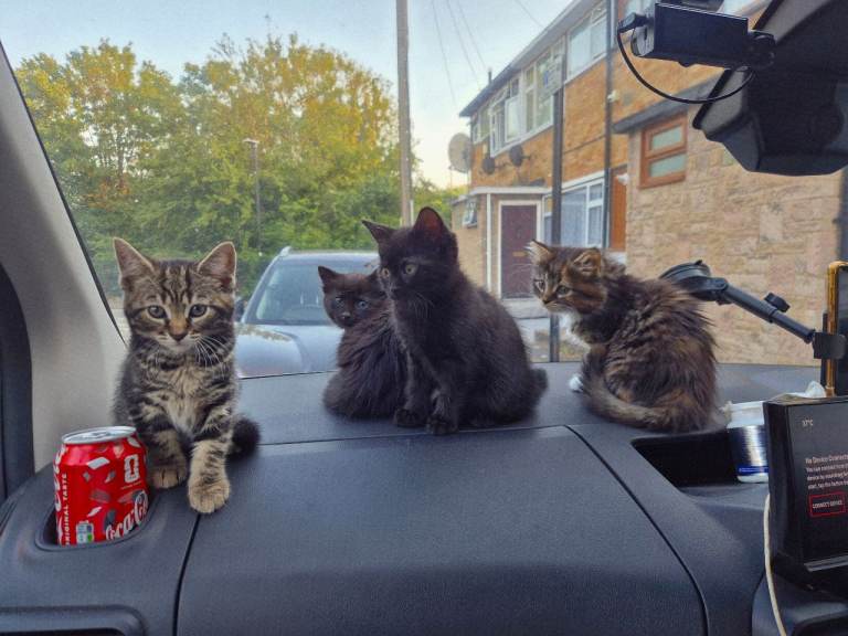 Female kittens