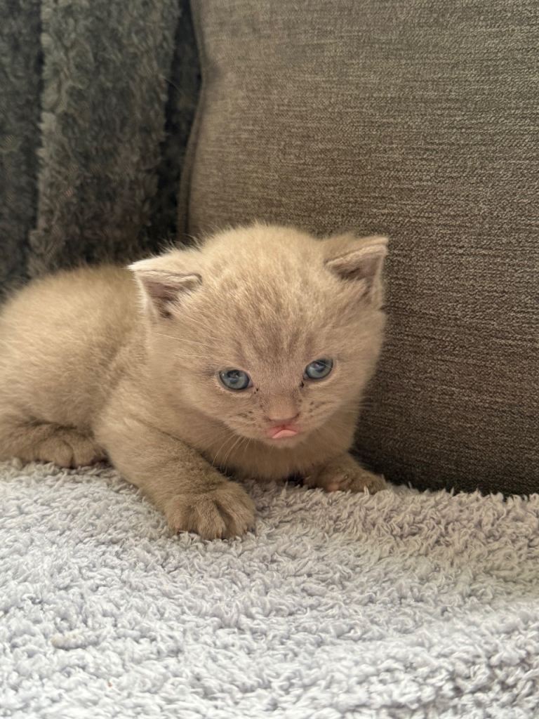 Beautiful chunky kittens 